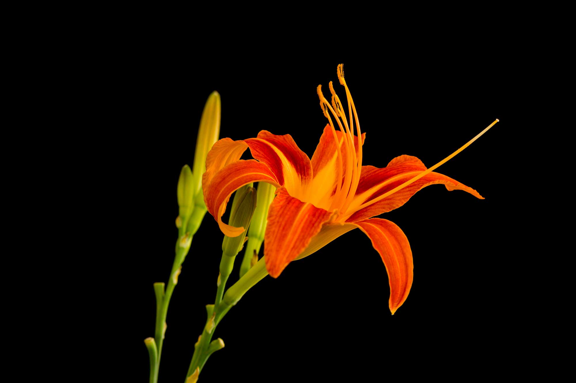 Macro photograph of an orange Daylily and unopened bud